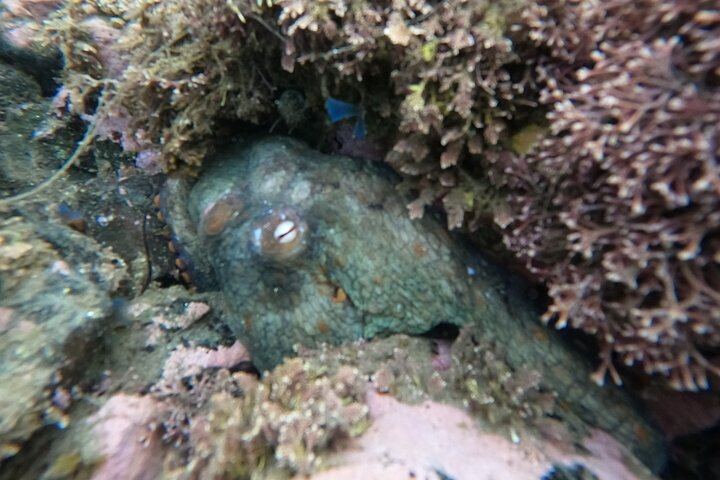 Observing a very shy octopus!